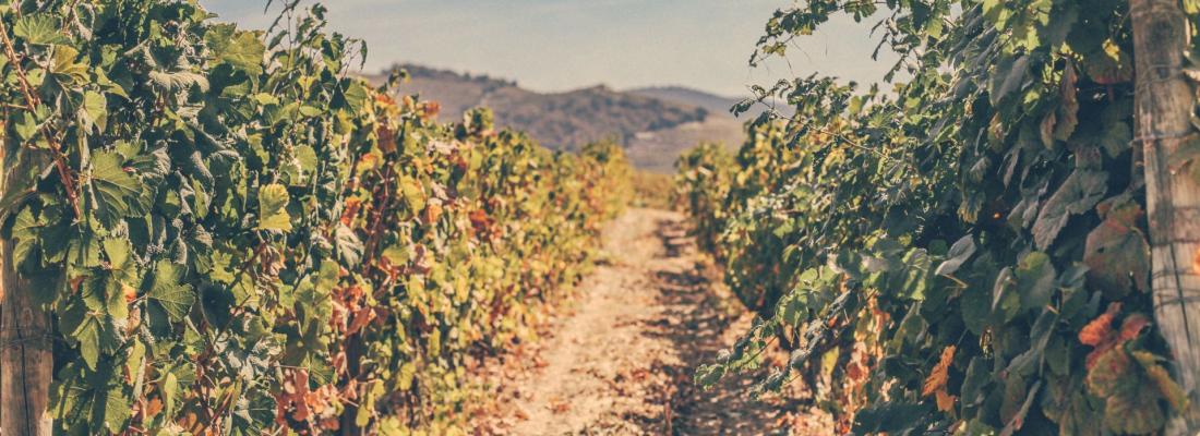 O&ugrave; puis-je trouver des programmes pour visiter le Douro?