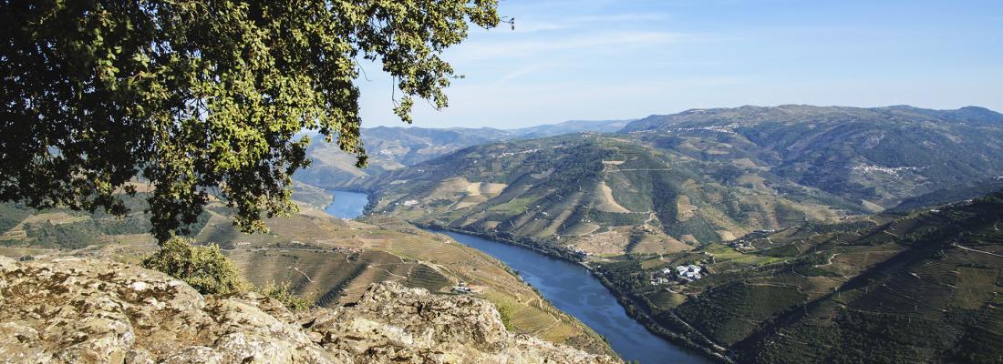 Douro Sublimado : Une Journ&eacute;e Inoubliable entre Vins, Paysages et Traditions