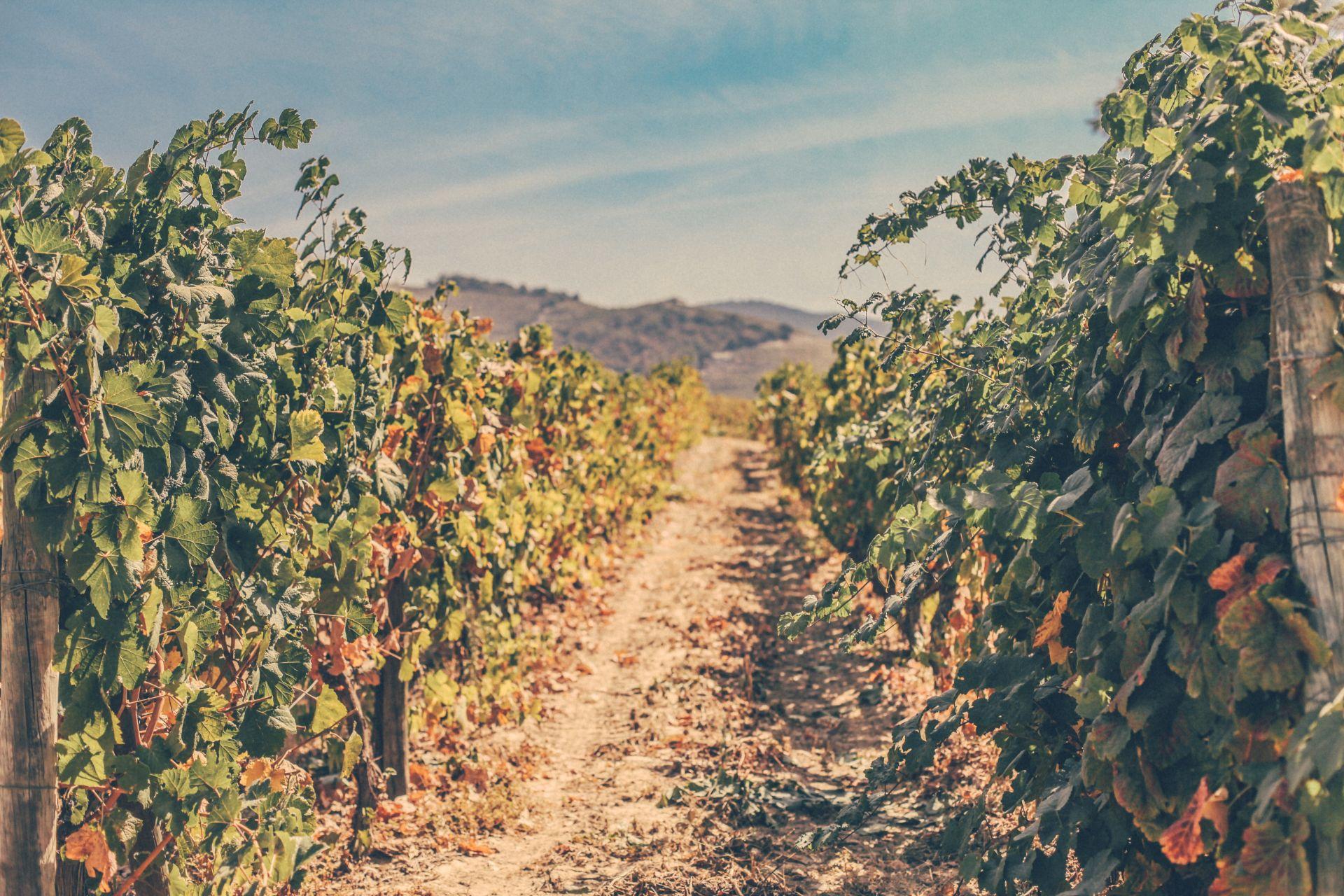 Where can I find programs to visit the Douro?