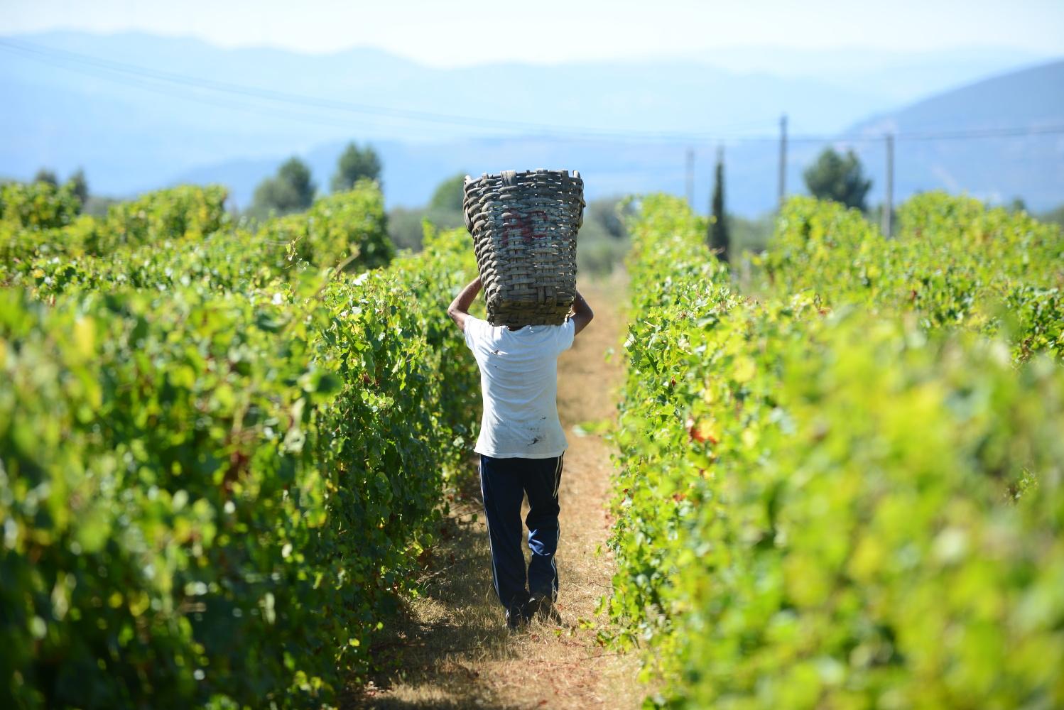 Traditional Lunch or dinner at Quinta da Avessada - 5