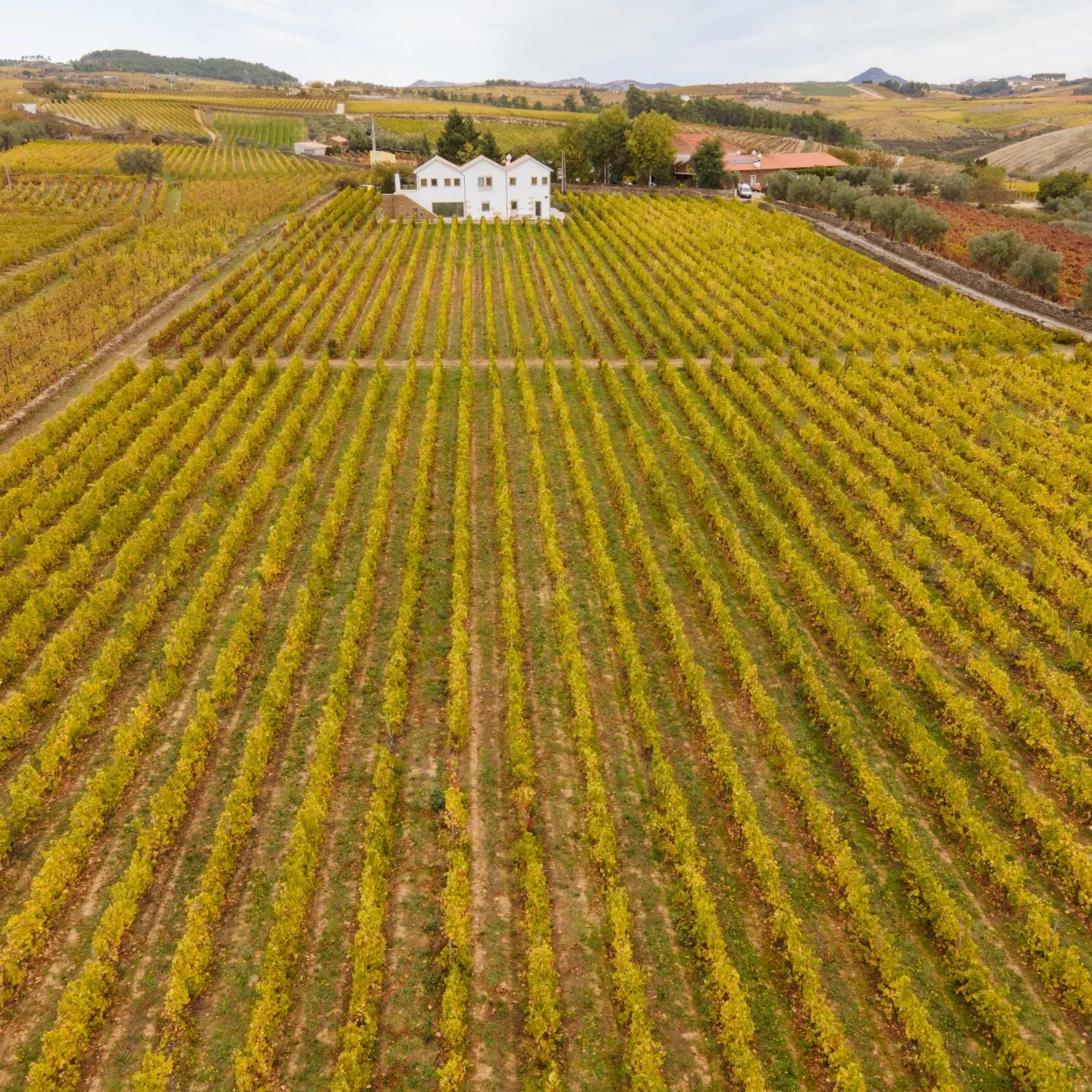 Classic Douro - 2